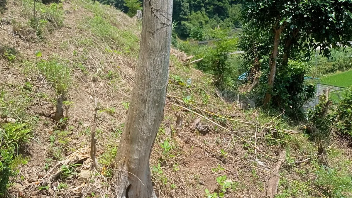 伐採後の山林に残る立ち木