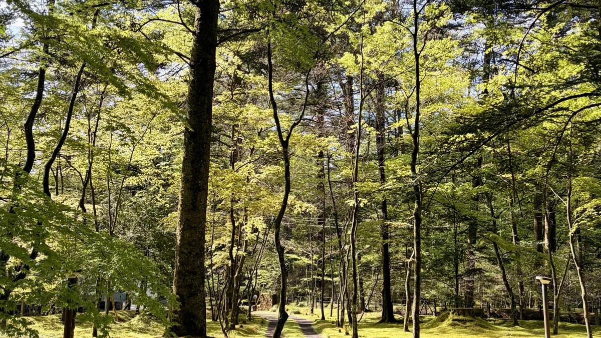軽井沢の新緑と苔に囲まれた別荘地の並木道